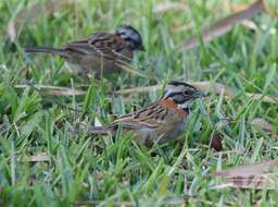 Image of Rufous-collared Sparrow