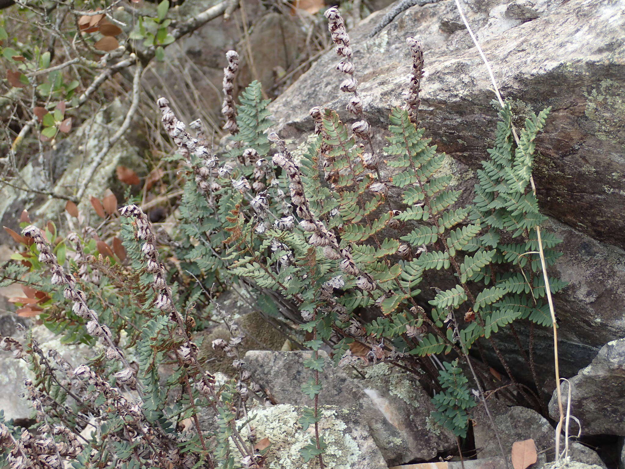 Image of Paragymnopteris marantae subsp. marantae