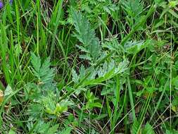 صورة Tanacetum coccineum (Willd.) Grierson