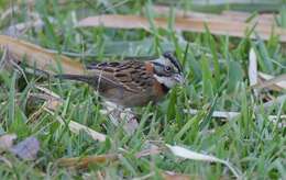 Image of Rufous-collared Sparrow