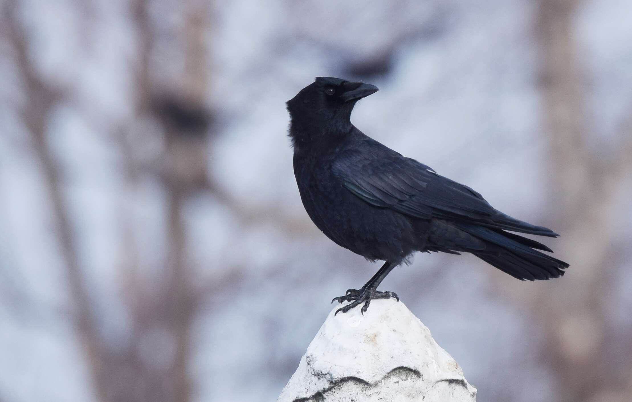 Image of American Crow