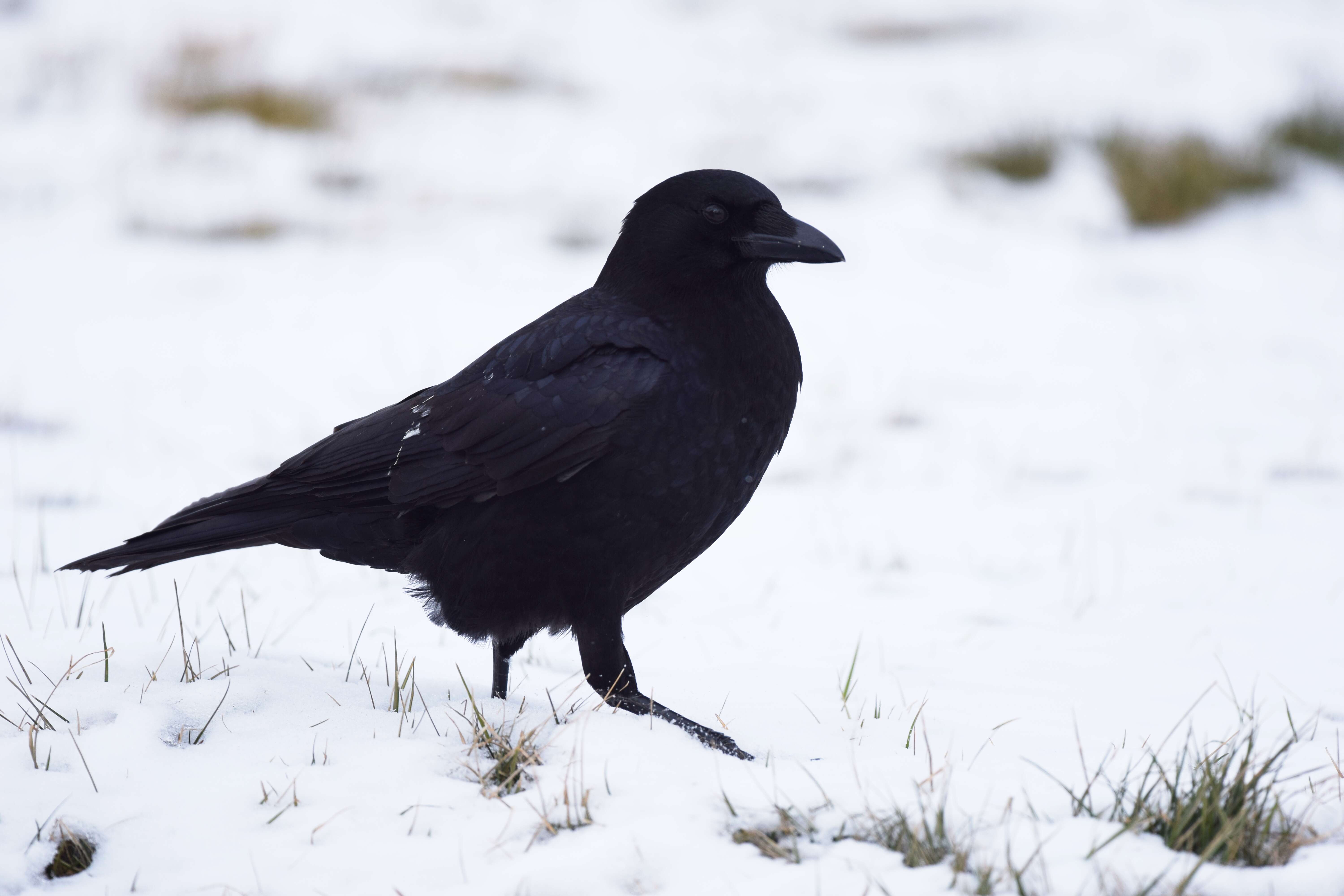 Image of American Crow