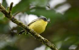 Todirostrum cinereum (Linnaeus 1766) resmi