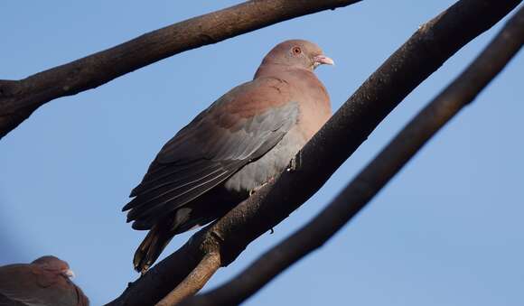 Image de Pigeon à bec rouge