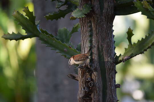 Image of Rufous-backed Wren