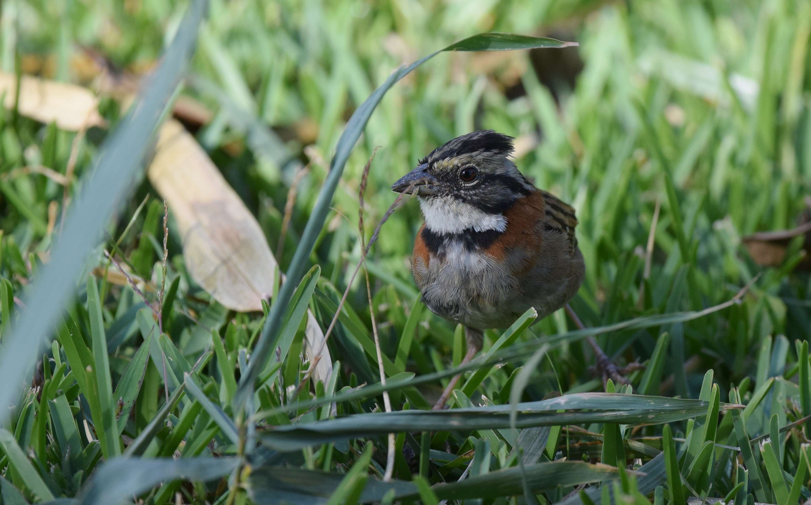 Image of Rufous-collared Sparrow