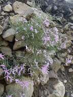 Imagem de Phlox colubrina Wherry & Constance