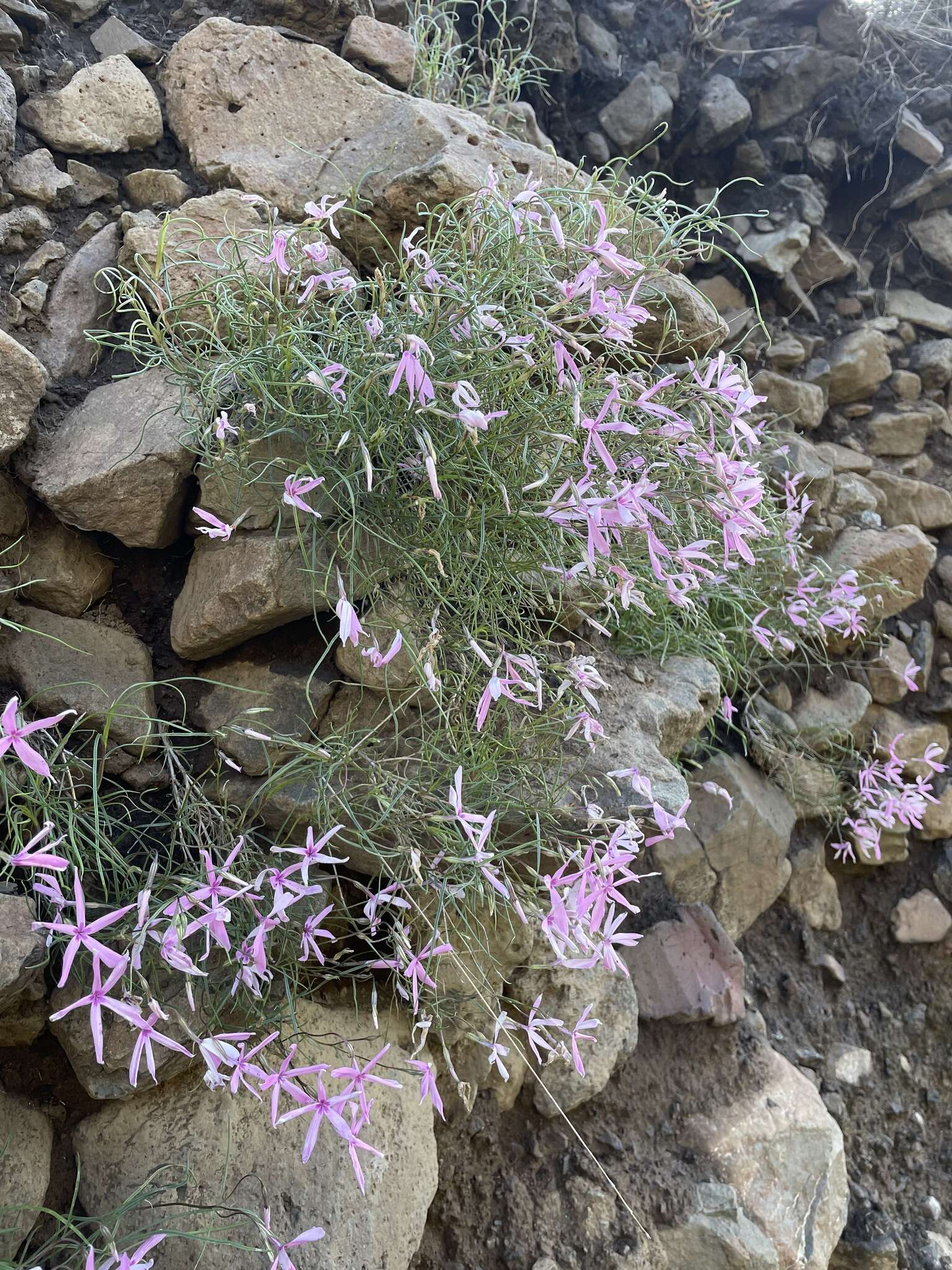 Imagem de Phlox colubrina Wherry & Constance