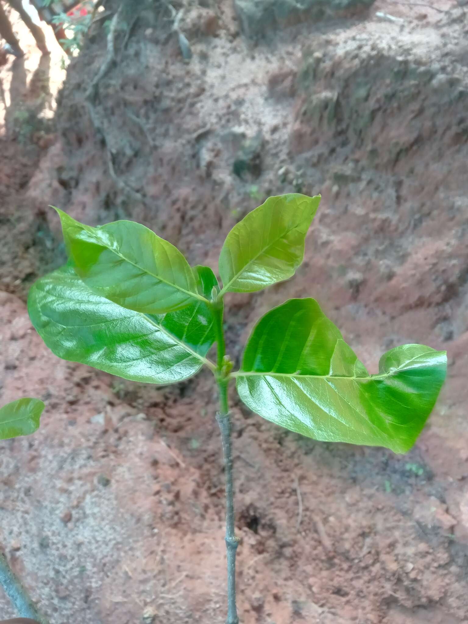 Image of Mascarenhasia lisianthiflora A. DC.