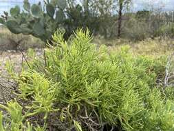 Слика од Varilla texana A. Gray