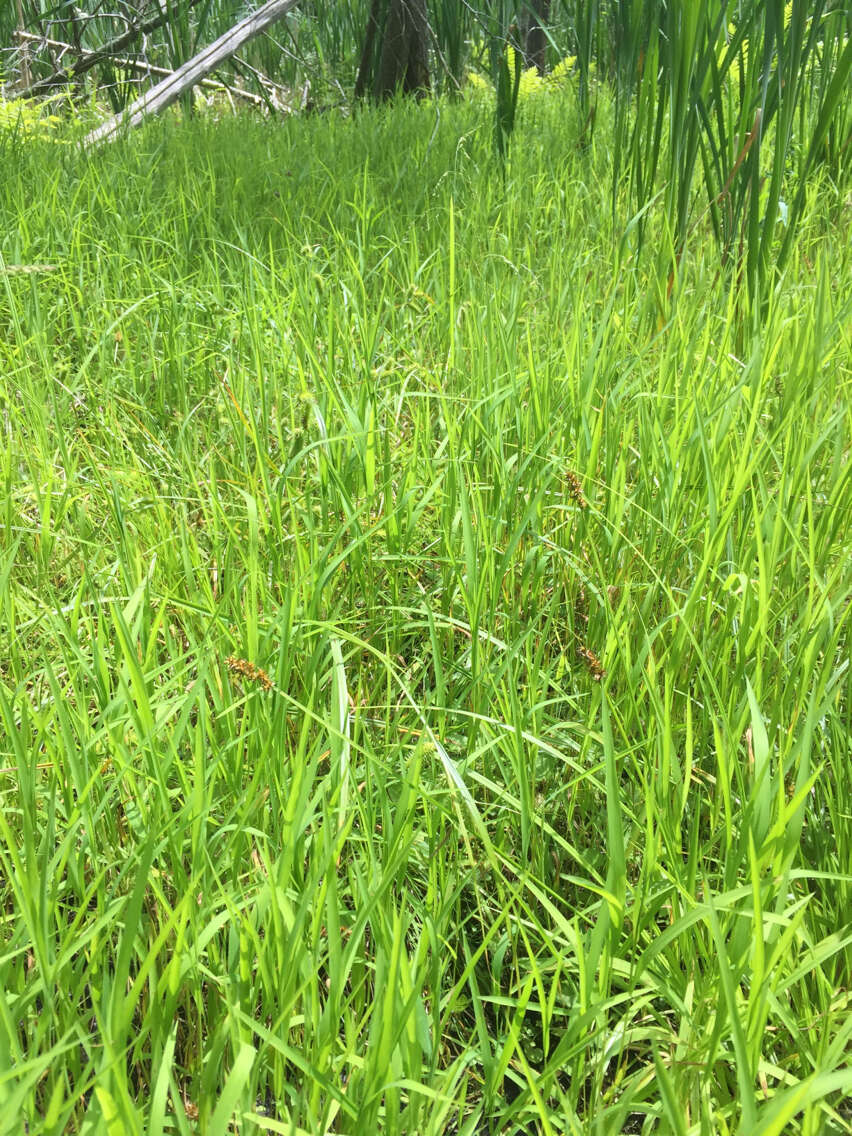 Image of Cut-grass