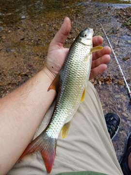 Image of Hookfin redhorse