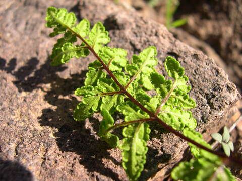 Image de Oeosporangium tinaei (Tod.) Fraser-Jenk.