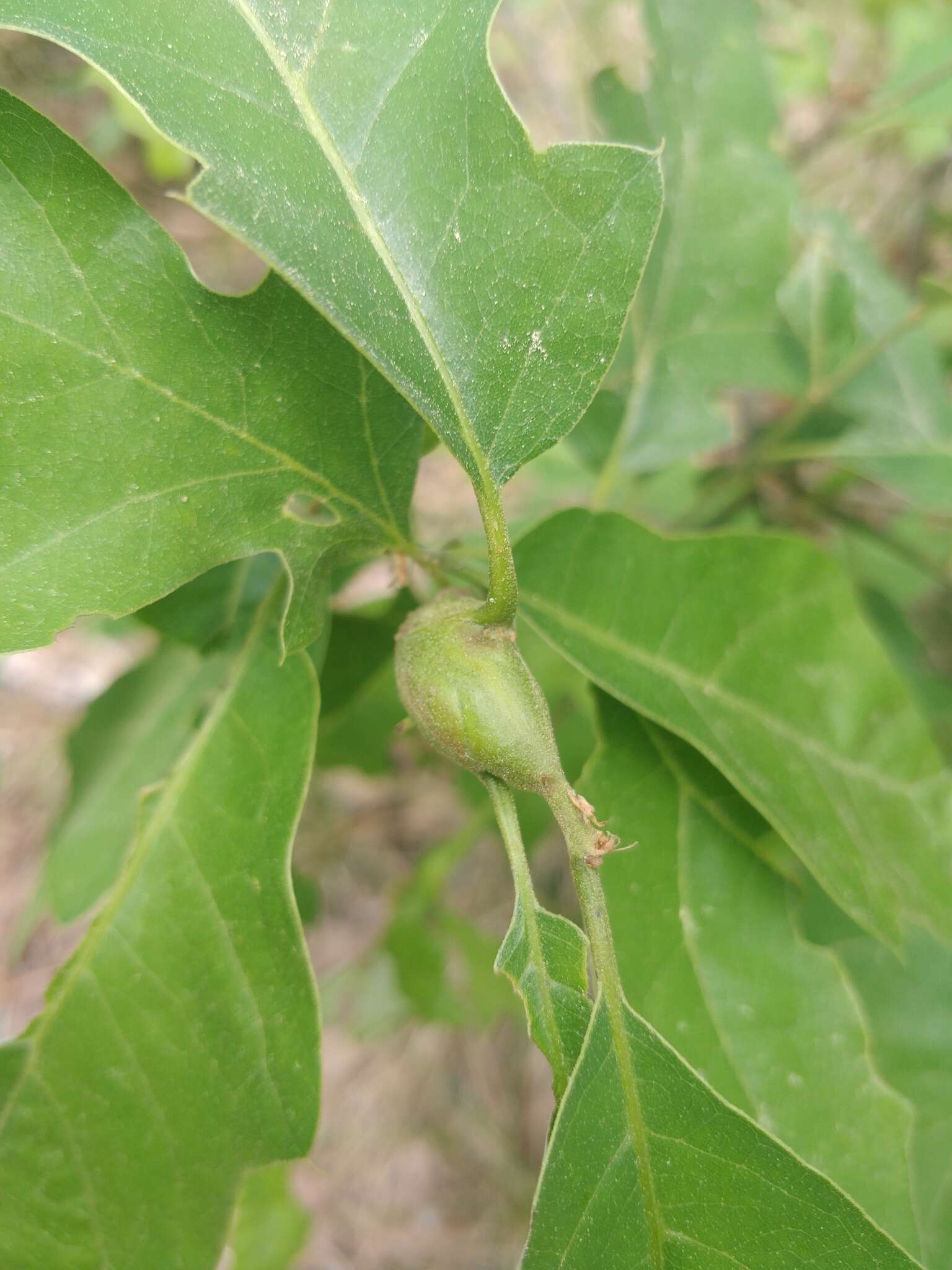 Image of Zapatella quercusphellos (Osten Sacken)