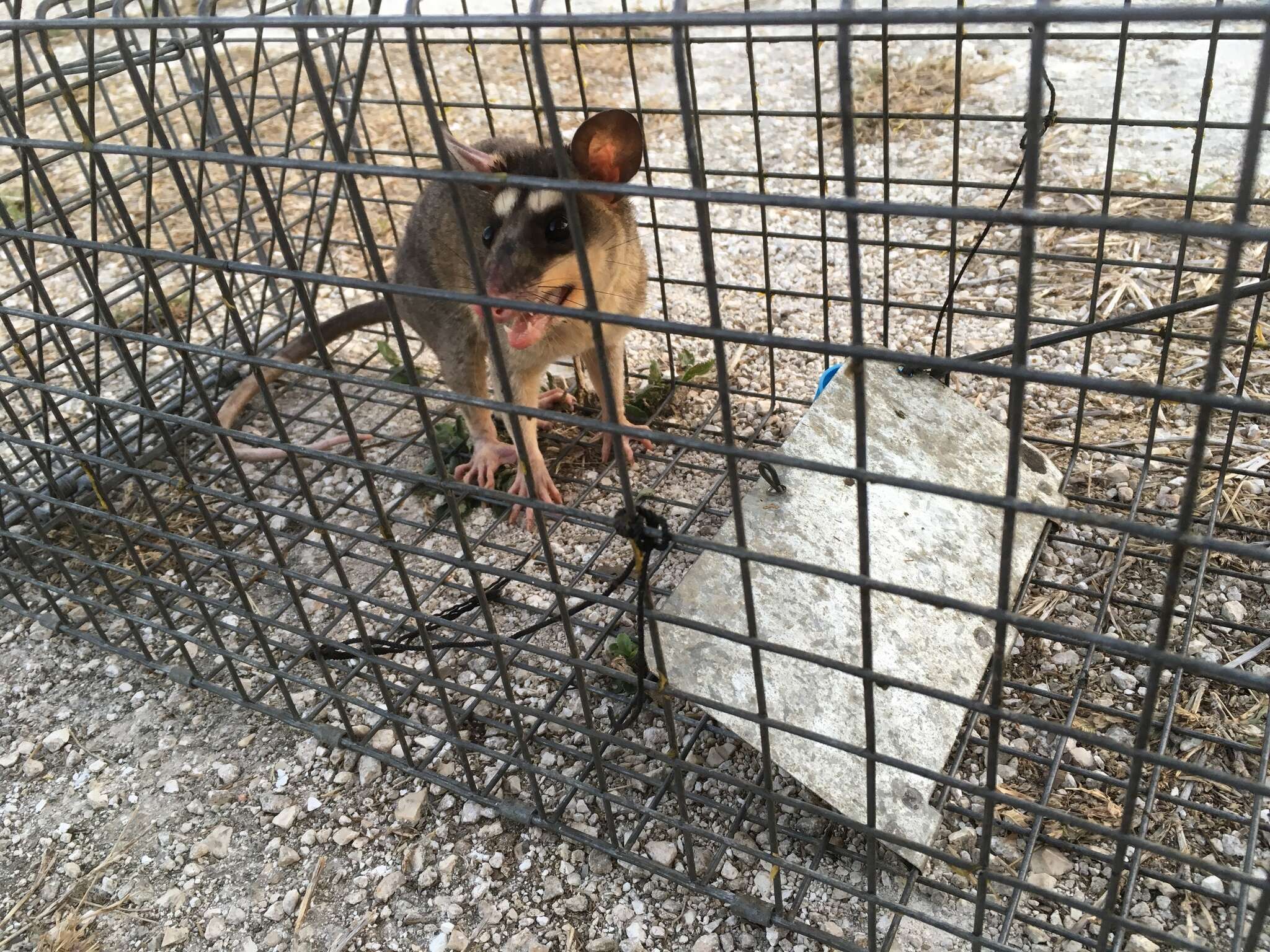 Image of Gray and black four-eyed opossum