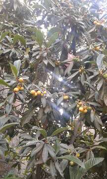 Image of Loquats