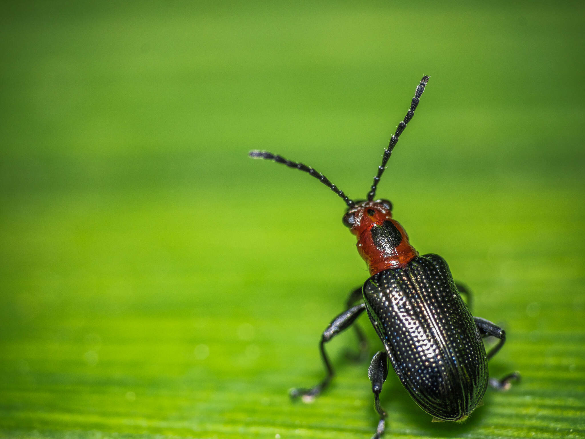 Image of Oulema (Hapsidolemoides) sayi (Crotch 1873)