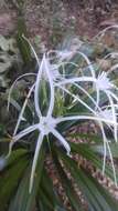 Image of beach spiderlily