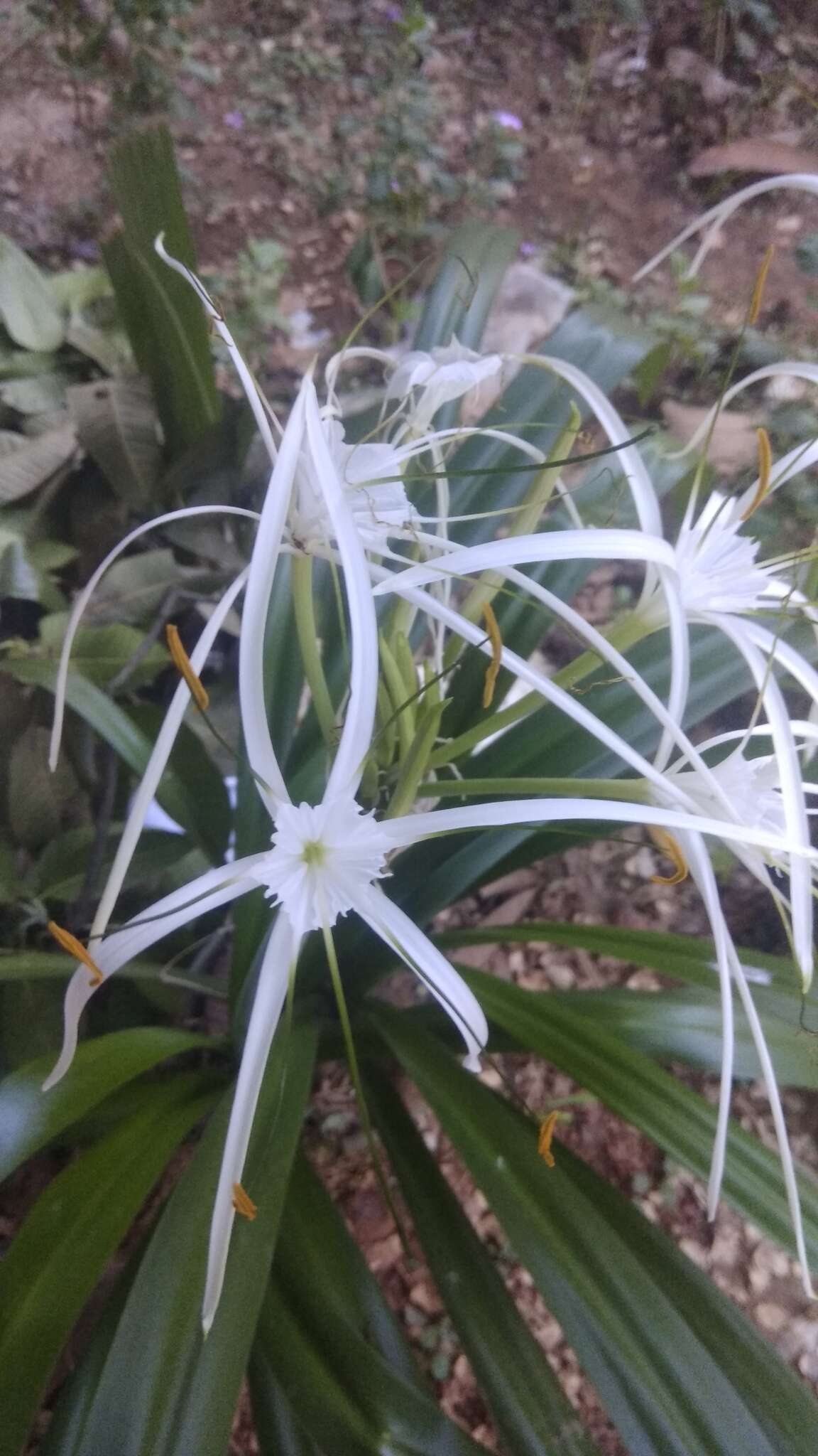 Image of beach spiderlily