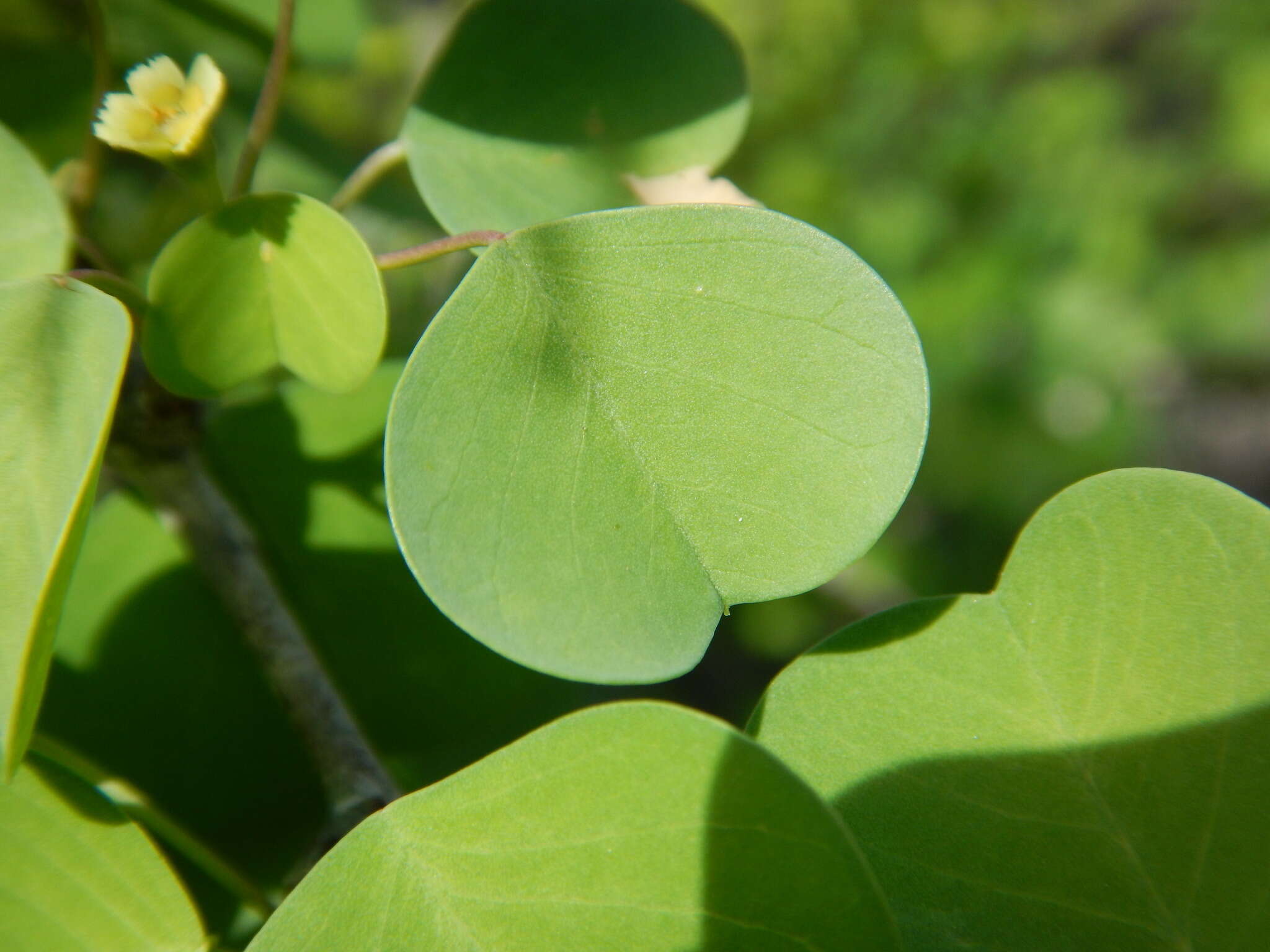 Image of Euphorbia californica Benth.