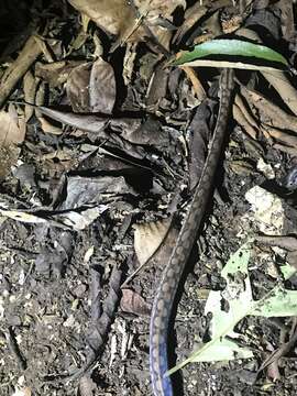 Image of Brown Rainbow Boa