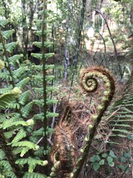 Sivun Dryopteris wallichiana (Spreng.) Hyl. kuva