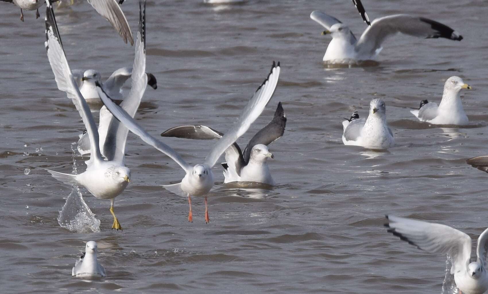 Plancia ëd Larus crassirostris Vieillot 1818