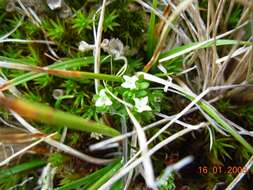 Image of Galium antarcticum Hook. fil.