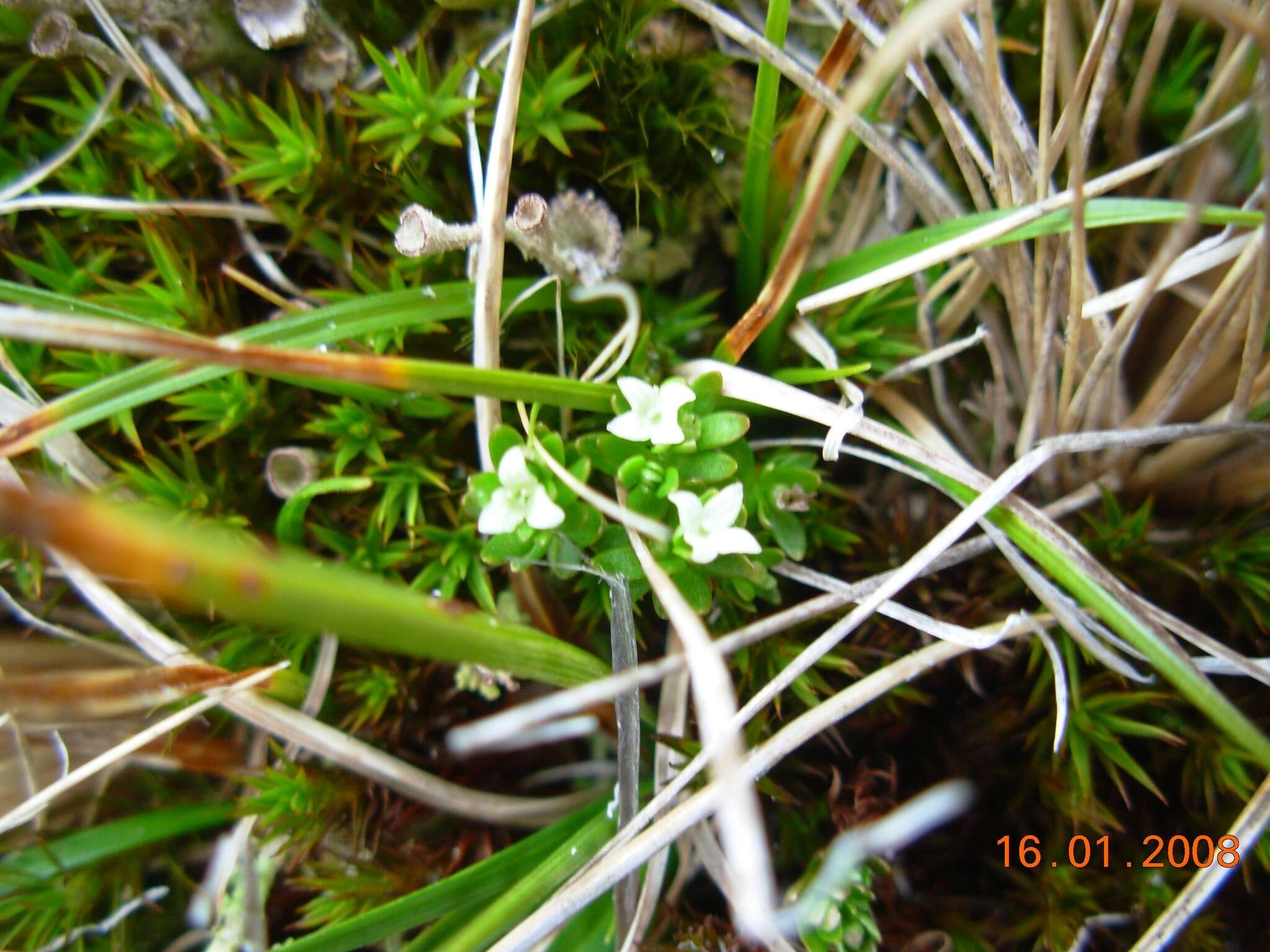 Image of Galium antarcticum Hook. fil.