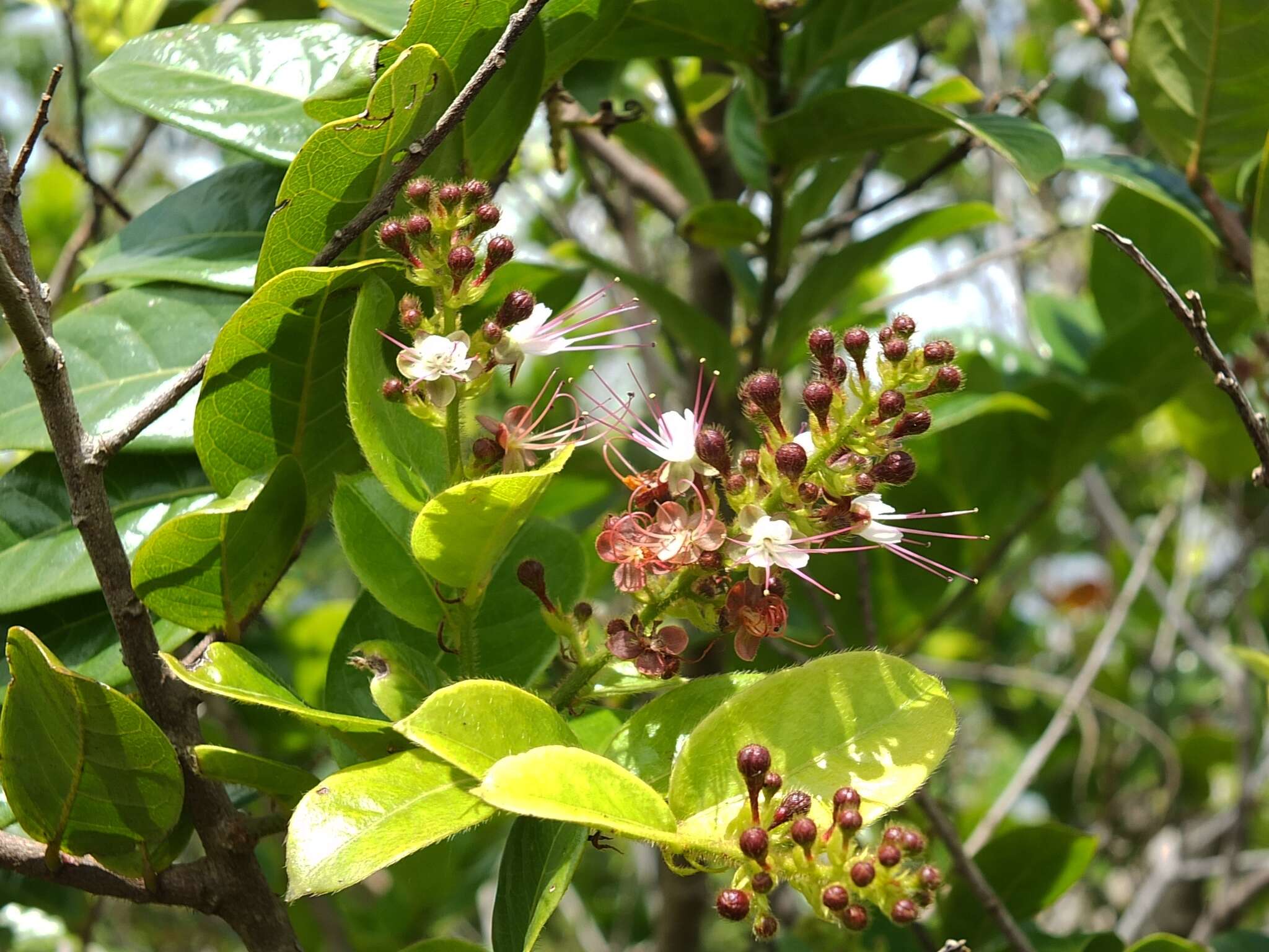 Plancia ëd Hirtella paniculata Sw.