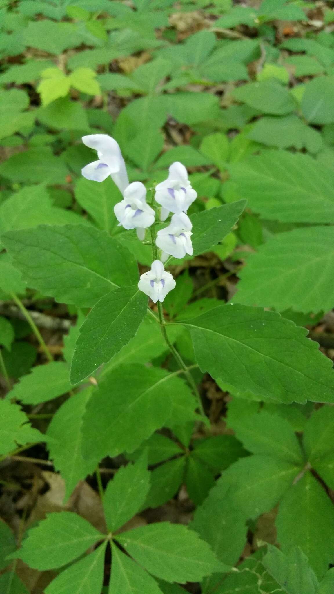 Sivun Scutellaria pseudoserrata Epling kuva