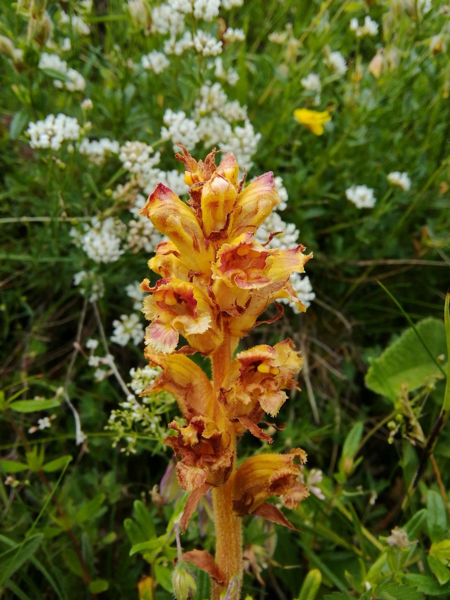 Image of Orobanche gracilis Sm.