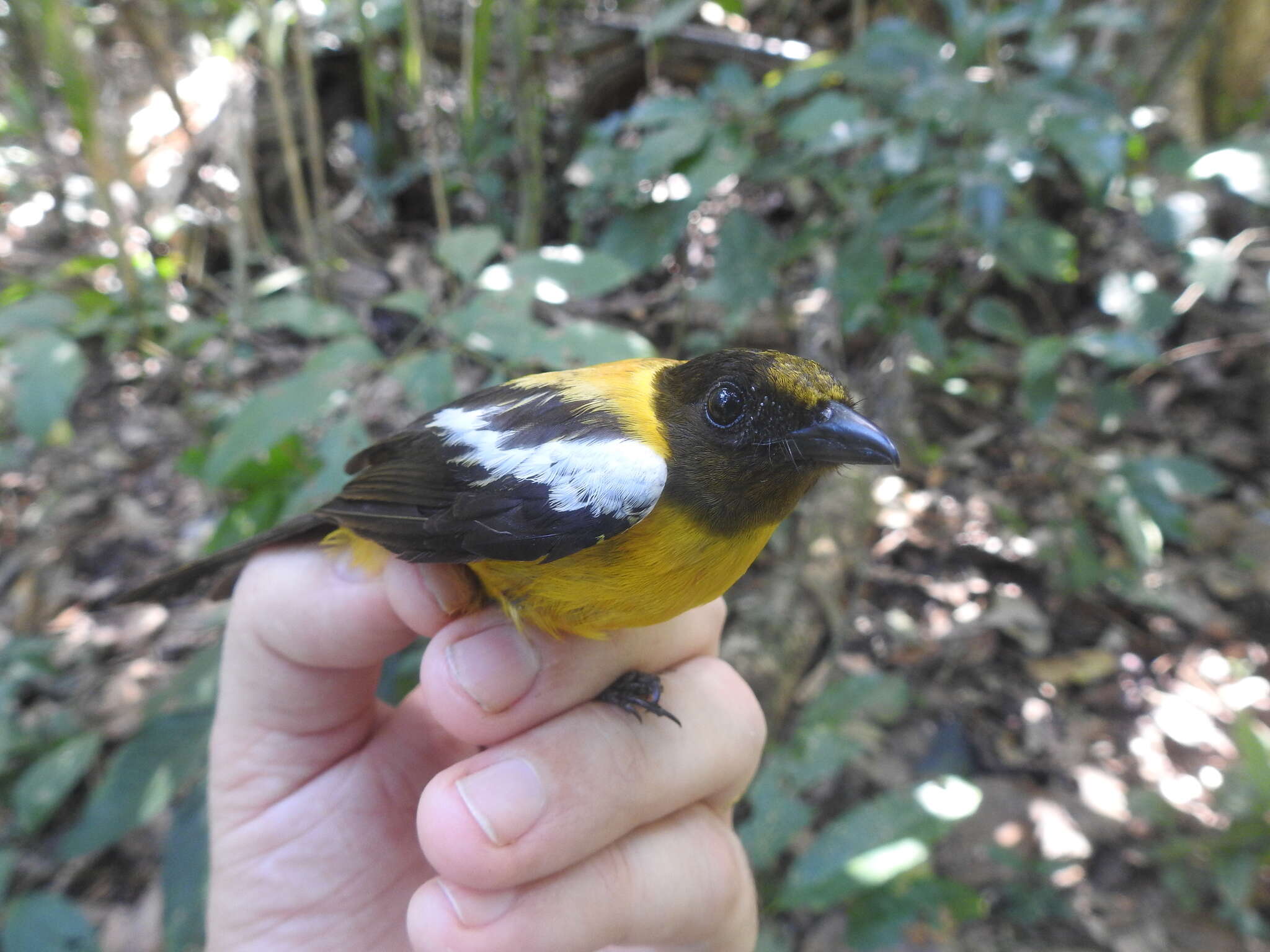 Image of White-winged Shrike-Tanager