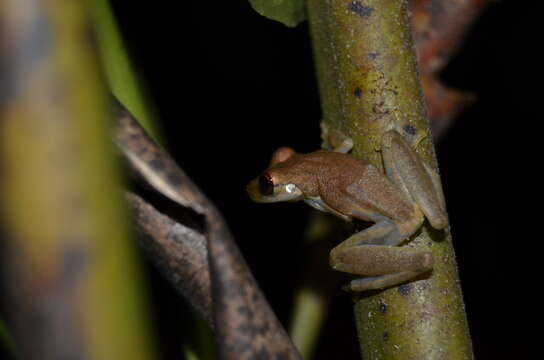 Sivun Scinax elaeochroa (Cope 1875) kuva