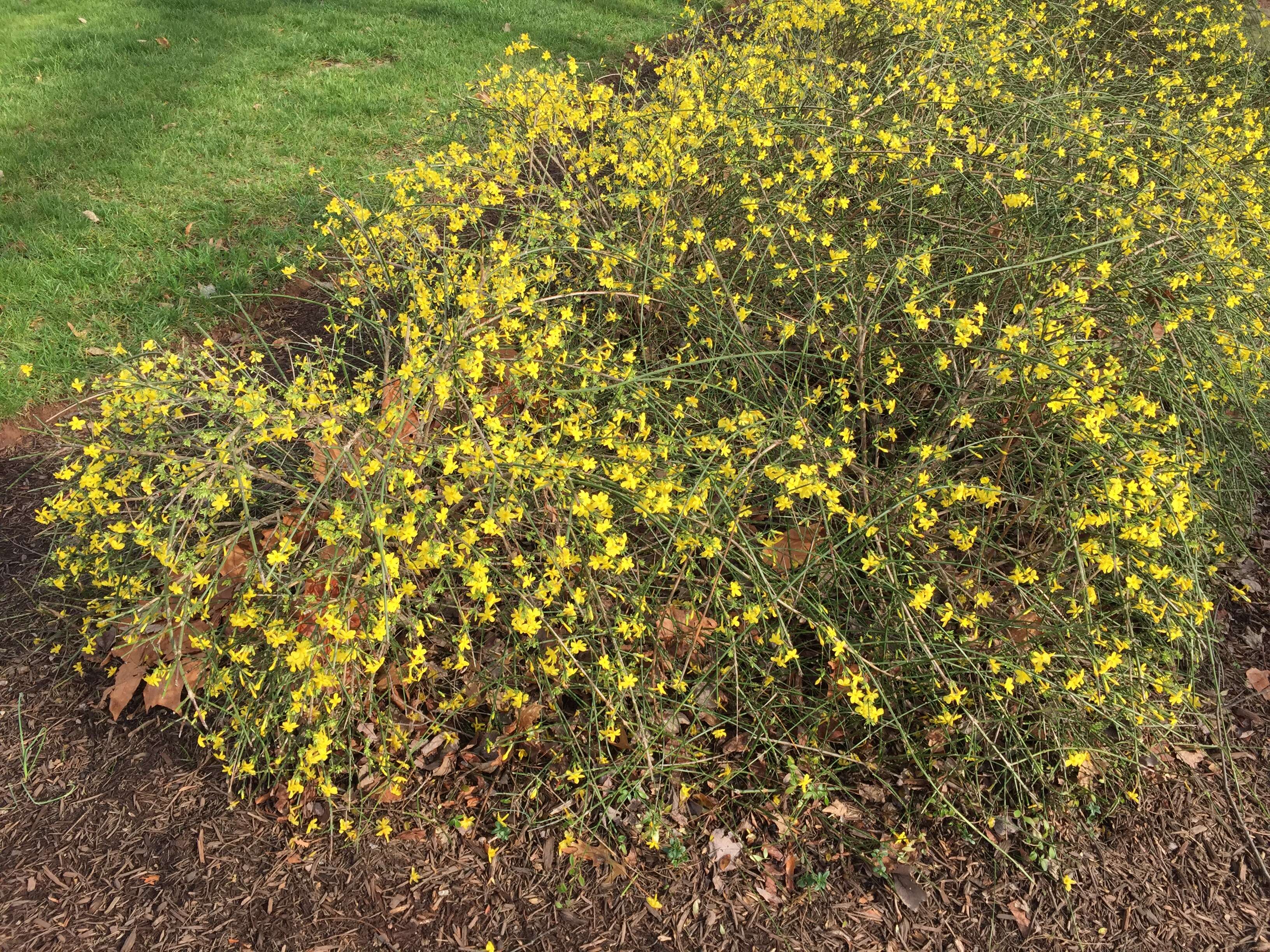 Image of winter jasmine