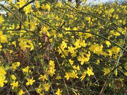 Image of winter jasmine