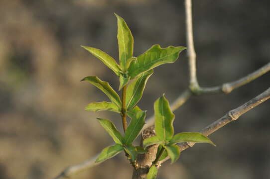 Imagem de Rauvolfia serpentina (L.) Benth. ex Kurz