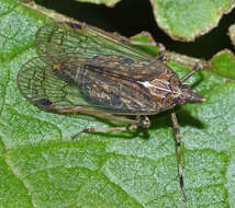 Image of Saigona ussuriensis (Lethierry 1878)