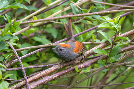 Image of Apurimac Spinetail