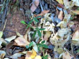 Image of Linum quadrifolium L.