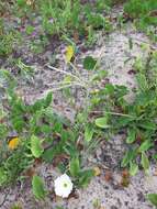 Image of Argentine fingergrass