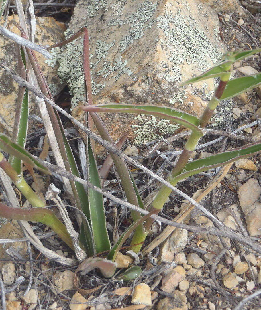 Image of Cyanotis speciosa (L. fil.) Hassk.