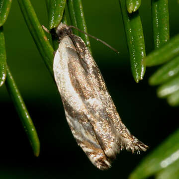 Image of Yellow Birch leaffolder moth