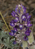 Image of Mono Lake lupine