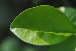 Image of orange jasmine