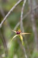 Image of Swamp spider orchid