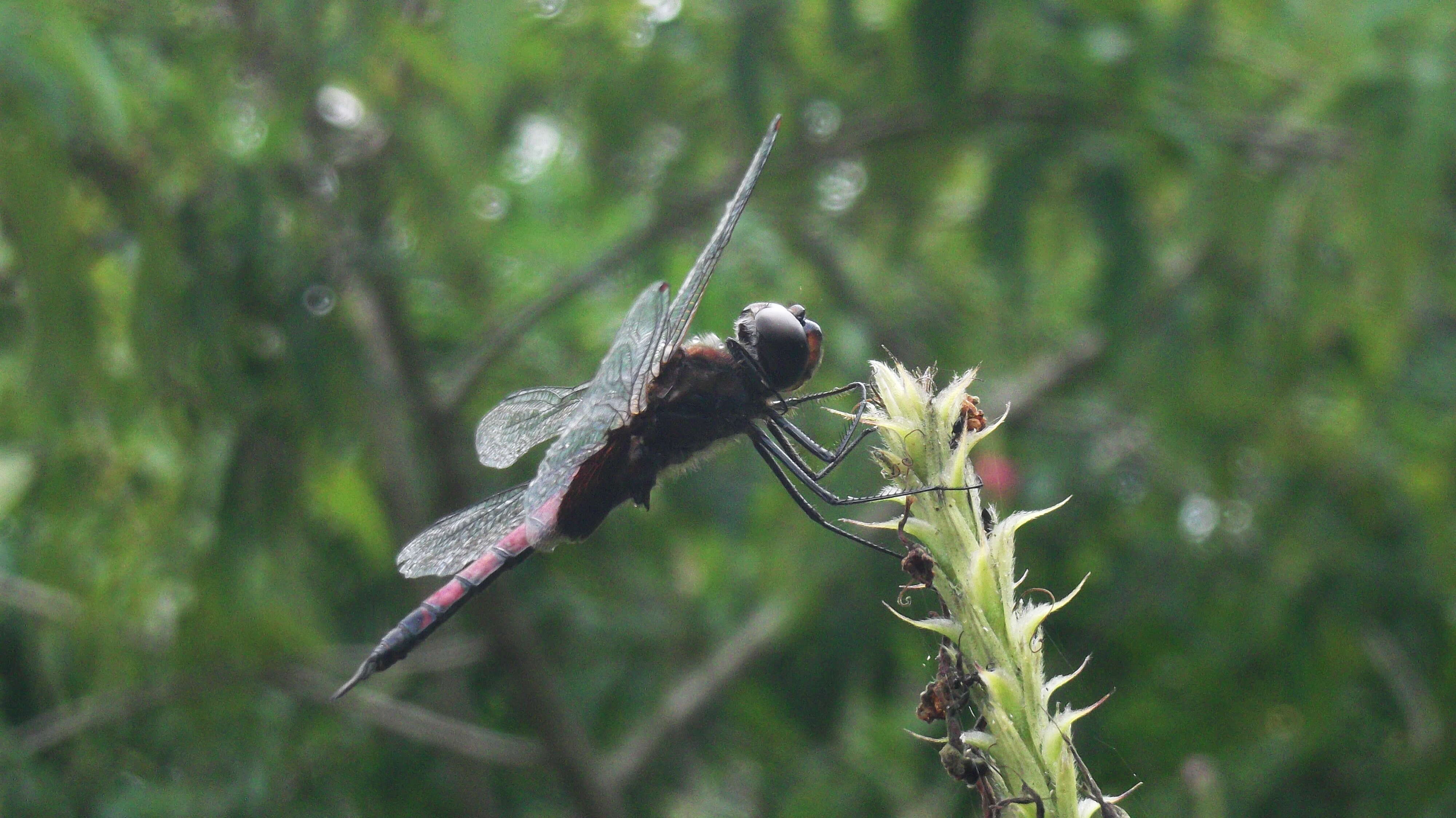 Tramea limbata (Desjardins 1835) resmi