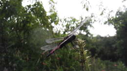 Tramea limbata (Desjardins 1835) resmi