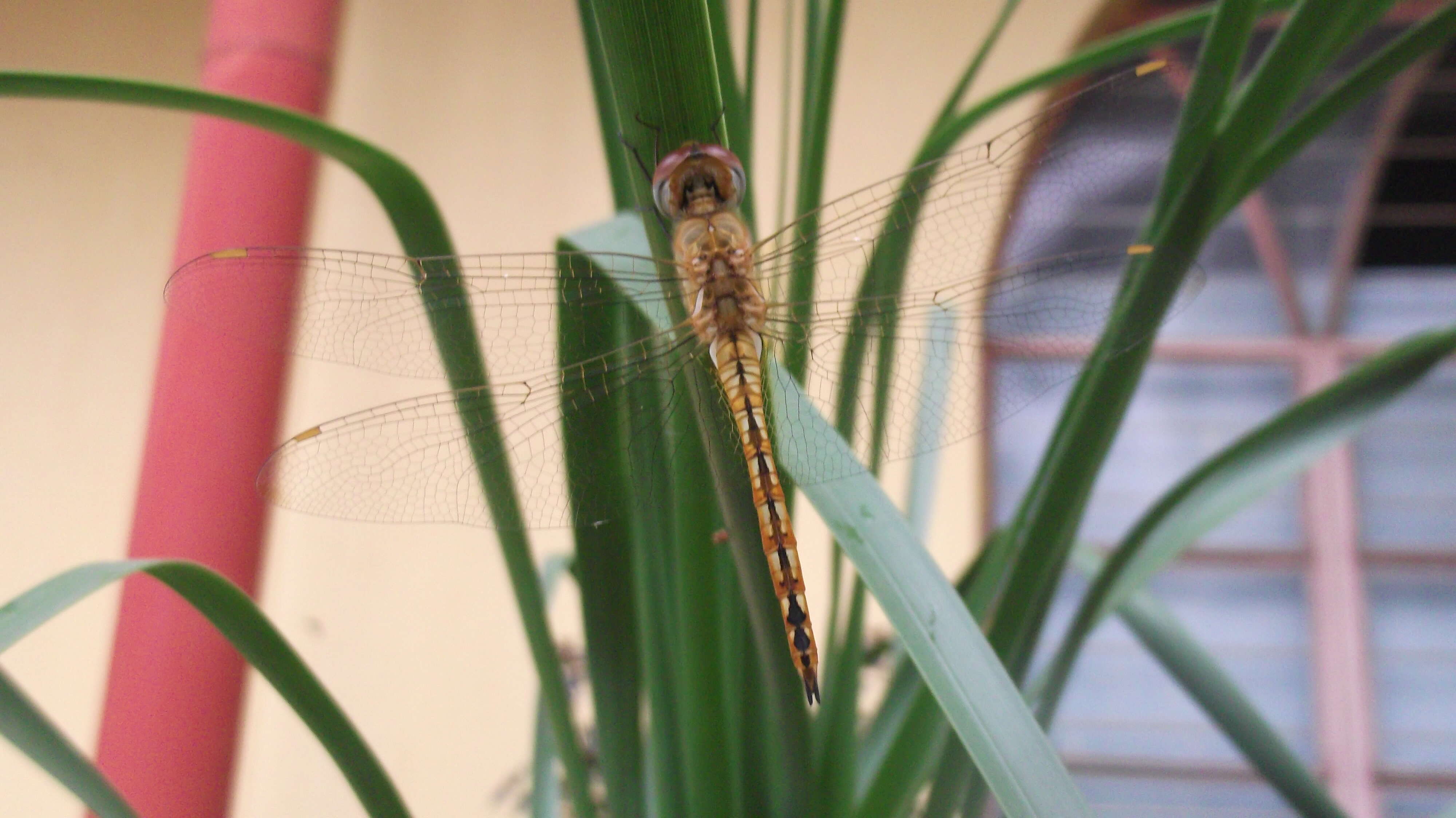 Image of Rainpool Gliders