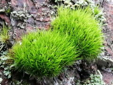 Image of dicranum moss